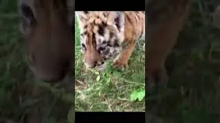 Tiger 234