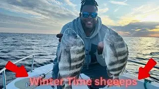 Easy way to Catch Sheepshead on Crabs!!