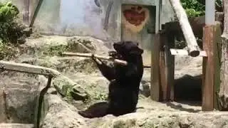 The Real of Kungfu Panda | Must Watch