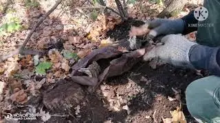 Коп металла в лесу #Металлокоп #Медь #Латунь #Серебро