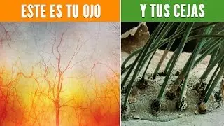 20 IMÁGENES IMPACTANTES MICROSCÓPICAS