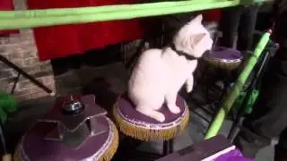 The Significance of Cats - Documentary on the World of Felines Complete Documentary