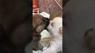 so adorable 🥰 #puppy #dog #doglover #shortsvideo #shortsfeed