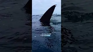 Swimming with MULTIPLE SHARKS in DJIBOUTI, AFRICA
