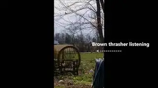 Brown thrasher in NW Ohio 4 23 2018
