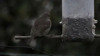 2022 01 23 08h45 le rouge gorge