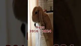Кролика Буси не стало