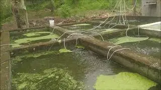 Duckweed Update 8/31/24