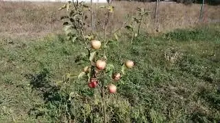 Яблунька