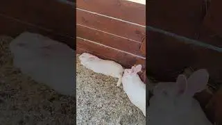 Санаторий для продуктивных кроликов