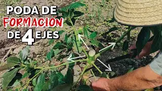Poda de FORMACIÓN 2 en plantas de AGUACATE de 9 a 12 MESES