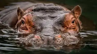 Hippos in their Element: The Aquatic World of these Majestic Giants