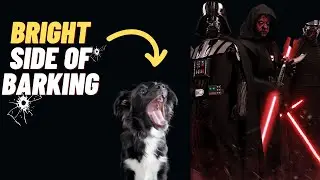 Is barking good or bad?! 🦮🌟🌞