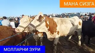Шовот пир мол бозори Она бола сигирлар нархи 7 06 2023