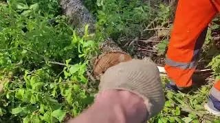 Валка дерева // Валка Ольхи на ЛЭП Бензопила Stihl MS 361
