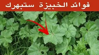 فوائد الخبيزة - لهذه الأسباب ينصح بتناول الخبيزة؟ 12 فائدة ستبهرك!