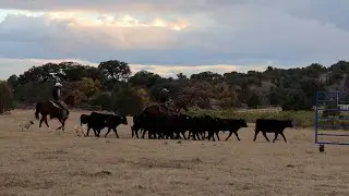 MainPro Portable Corral by MainMak