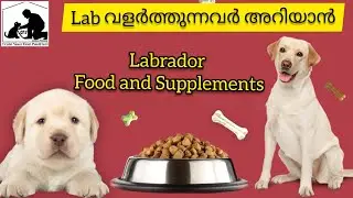 Lab dog food malayalam | Supplements | Dog food malayalam