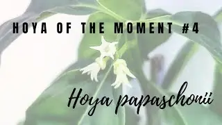 Hoya of the Moment #4: Hoya papaschonii
