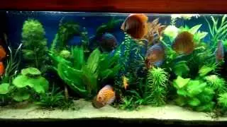 My beautiful discus tank