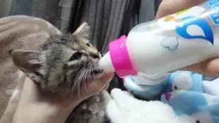 Bottle Feeding an Abandoned Feral Kitten