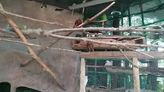 Мир попугаев