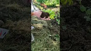 ВЫСАЖИВАЮ АСТРЫ БЕЗ ПИКИРОВКИ НА КЛУМБУ