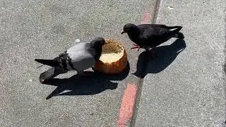 pecking at a leftover Boudin bread bowl
