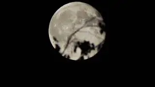 Happy Halloween Full Moon and Dark Tree | #halloween  | #viral | #trending #fyp