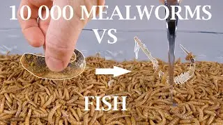 10 000 Mealworms Eating FISH To The Bone