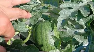 Выращивание арбузов в средней полосе, опыление, ведение в один ствол, 26 июня 2024 год