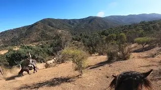 Laceadores de cerro #44