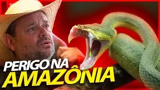 AS CINCO VÍBORAS MAIS PERIGOSAS DA AMAZÔNIA! | RICHARD RASMUSSEN
