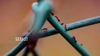 Macro photography | Makro fotografi | foto makro