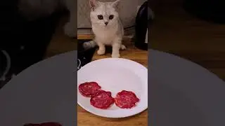 БЕЛКА С НЮШЕЙ СЬЕЛИ КОЛБАСУ 