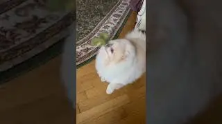 Фенька-колобок он же ПОИГРУН😆🙌