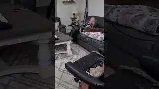 WHEN NANA COMES TO DOGSIT ❤️ #furbo #funny #cute #love #dog #puppy #ring #family #trending #viral