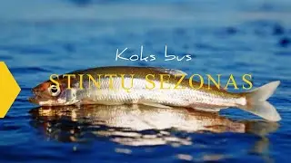 Kablys. Naujienos iš uostamiesčio – koks bus šis stintų žūklės sezonas? 2020.12.18