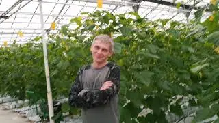 Новый гибрид Киборг