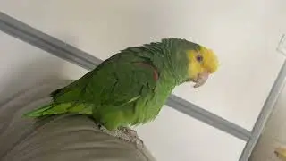 Dory Out & About In Her New Home