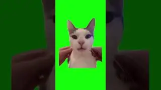 French Cat Purr | Green Screen