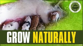 Use Rain To SAVE Your Farm  (Part 17) #Farming  #JoelSalatin #Agriculture