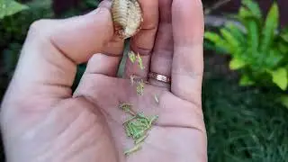 Заселяем сад богомолами!
