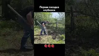 Первая посадка клубники