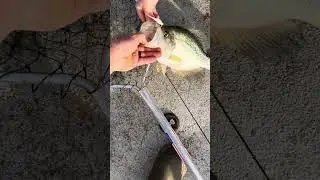 Monster Crappie landed by 5 year old