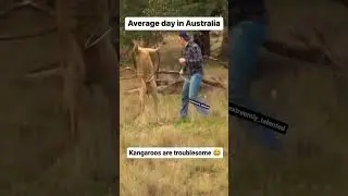things go left when he punches a kangaroo like a grown man