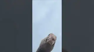 Гусь! 