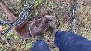 Выдра Выдрингтон укачивает зрителей!