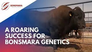 Halfmiljoen vir Bonsmara Genetics-bul!