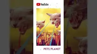 Welcome To My Super Cat World, Pow! Cat Super Hero Wannabe